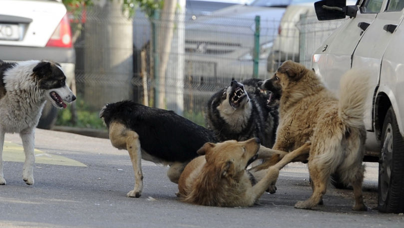 Tot mai mulți oameni, atacați de animale în Chișinău: ANSP cere măsuri urgente