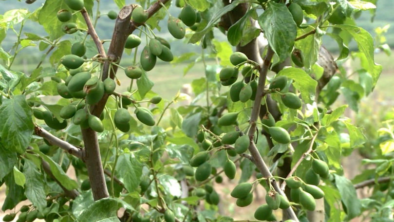 Livezi afectate de grindină: Agricultorii din Călărași spun că au pierderi mari