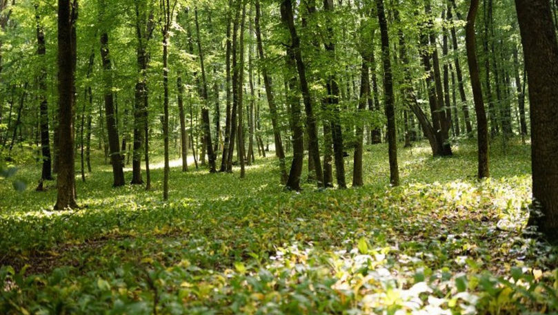 Sectorul silvic, în declin: Salariile sunt mici și ne ciocnim cu un exod al tinerilor