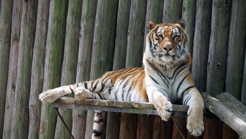 Noi reguli pentru grădinile zoologice din Moldova, după modelul UE