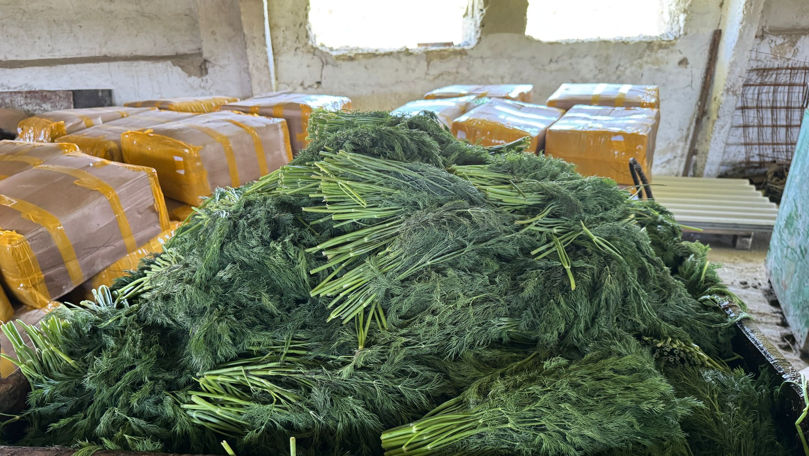 ANSA a distrus 10 tone de mărar de import contaminate cu pesticide