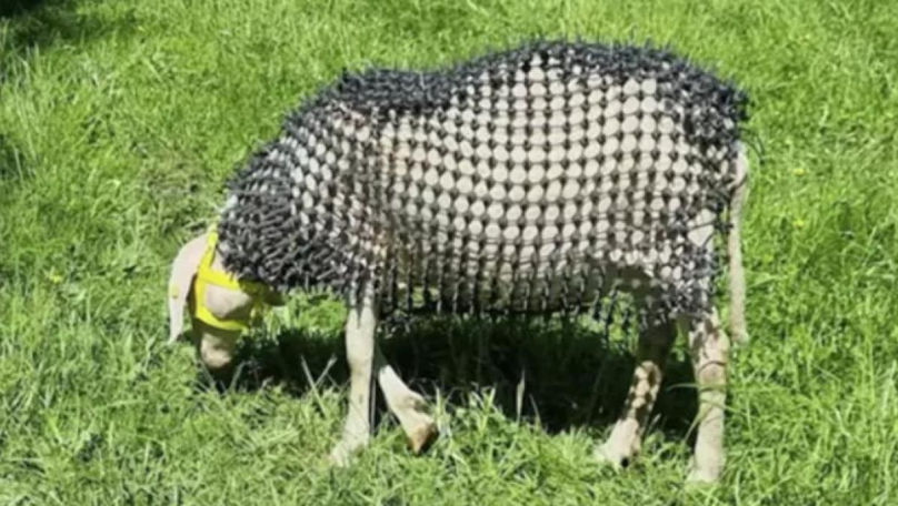 Un fermier din Austria și-a îmbrăcat oile în armură ca să le apere de lupi