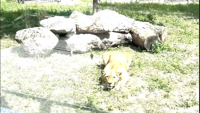 Leii de la Grădina Zoologică din Chișinău pot fi admirați acum printr-un perete de sticlă