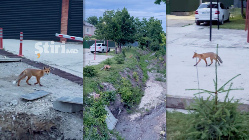 De la pădure la oraș: Mai multe vulpi și-au făcut vizuină lângă casele din Ialoveni