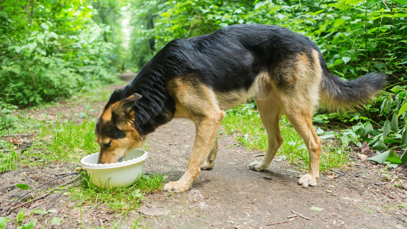 Apel către cetățeni: Puneți vase cu apă pentru animale și păsări pe căldură