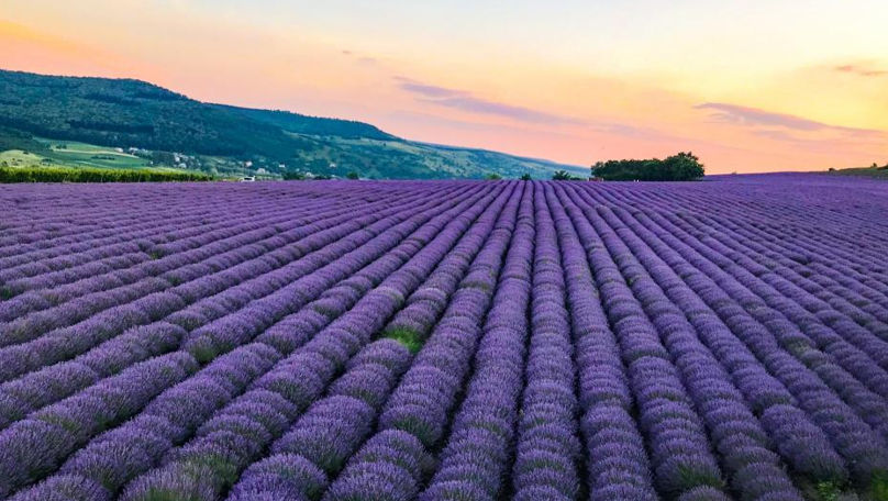Aromaterapie în aer liber: Lanurile de lavandă și-au deschis porțile
