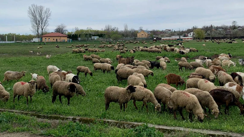 Oile nu mai ajung la export: Fermierii români spun că pierd milioane