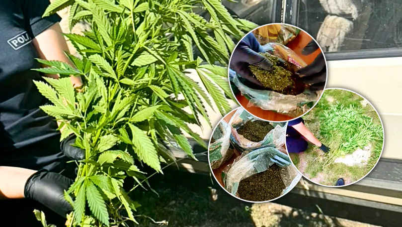 Circa 600 de plante de canabis, descoperite în gospodăria unui bărbat din Orhei