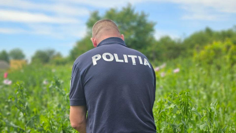 Peste 2.000 de plante asemănătoare macului, depistate într-o gospodărie din Lalova