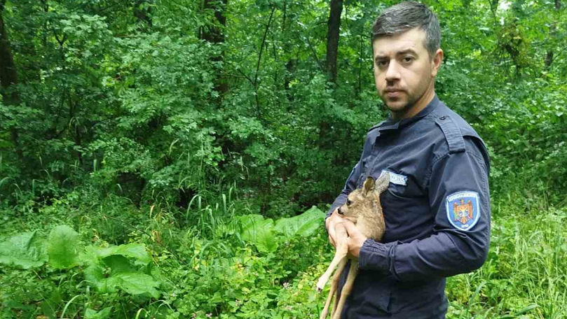 Poveste cu final fericit: Un pui de căprior, salvat și reîntors în natură