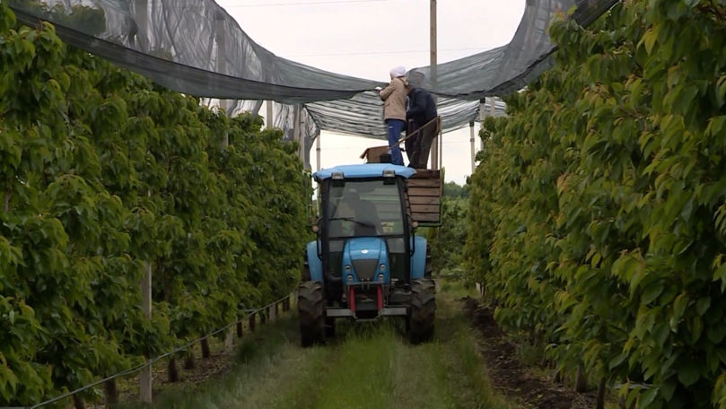 Fără insecticide și cu tehnologii moderne: Cum se pregătesc fermierii pentru piața UE
