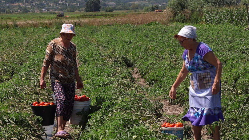 Povestea femeii de 68 de ani ale cărei roșii sunt căutate în tot raionul Ștefan Vodă