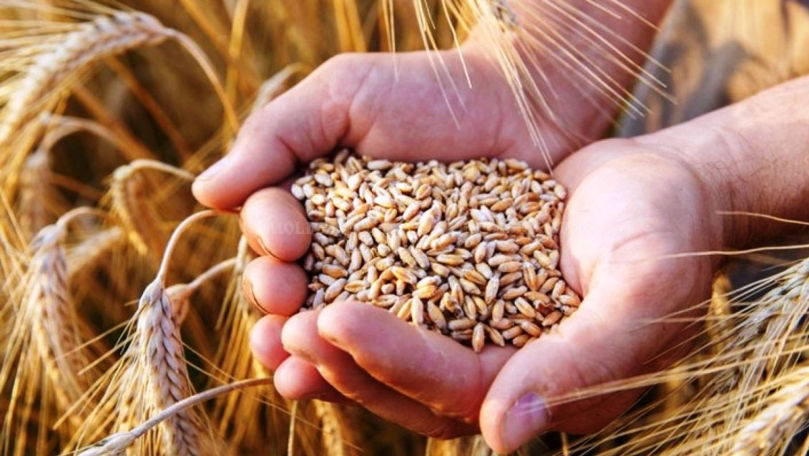 Cine au fost cei mai mari importatori de cereale și oleaginoase din Moldova în sezonul 2025/26