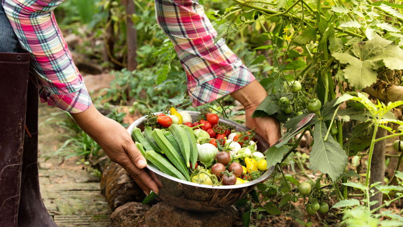 Moldova lansează o școală pentru fermierii interesați de agricultura ecologică