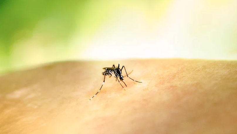 Primul caz de West Nile confirmat în Grecia. Ce trebuie să știi dacă mergi în vacanță