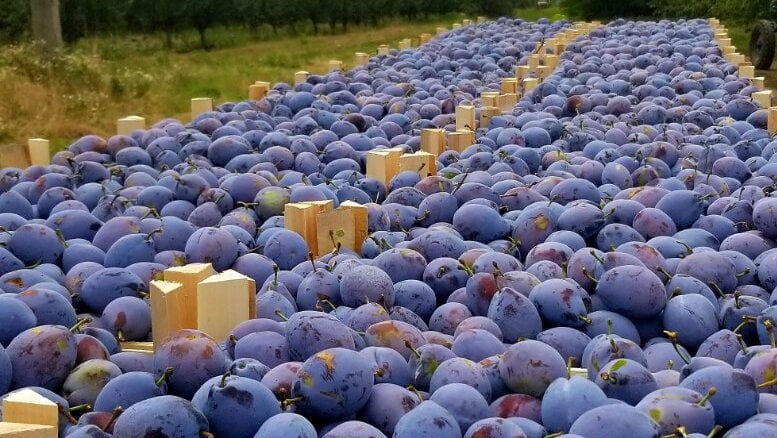 Prunele uscate cuceresc piețele externe: Veniturile din export s-au triplat în 5 ani