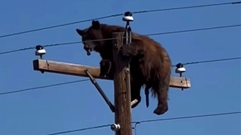 Un urs a urcat în vârful unui stâlp în SUA: Ce s-a întâmplat apoi a șocat martorii