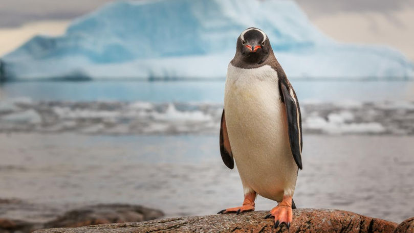 Ger record în Antarctica: Termometrele au indicat -84,1°C