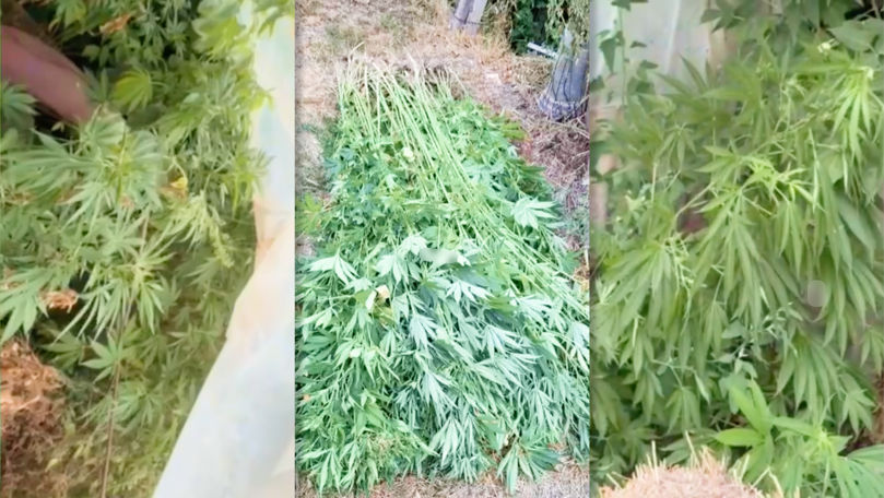 Seră cu cânepă, descoperită în gospodăria unui bărbat din Soroca