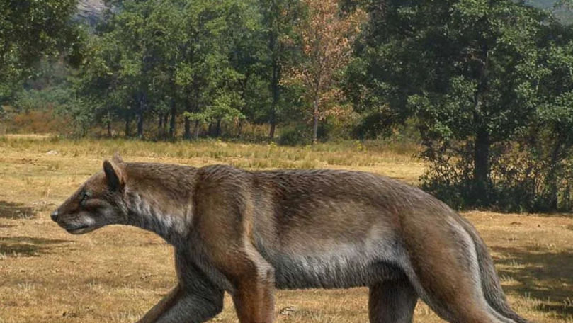 Cercetătorii spanioli au descoperit o nouă specie de „câine-urs”