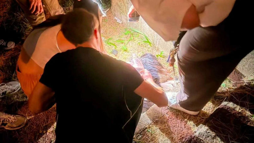 Un câine, înjunghiat și lovit cu un scaun la Fălești: Martorii caută agresorul