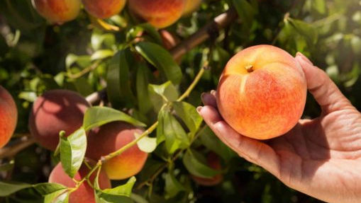 Dorul de casă i-a adus înapoi: Povestea a doi tineri care cultivă piersici la Băcioi