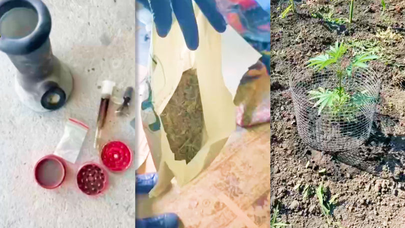 Percheziții la Drochia: Droguri și plante de cânepă, ridicate de polițiști