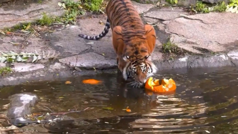 Canicula, greu de suportat de animalele din Grădina Zoologică: Ce măsuri sunt luate
