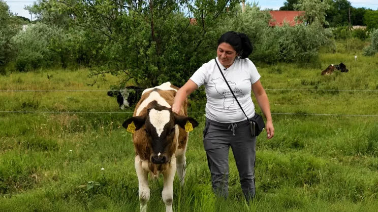 Istoria unei femei din Chișinău care crește vaci la Sângera: Nu le-aș da pentru nimic