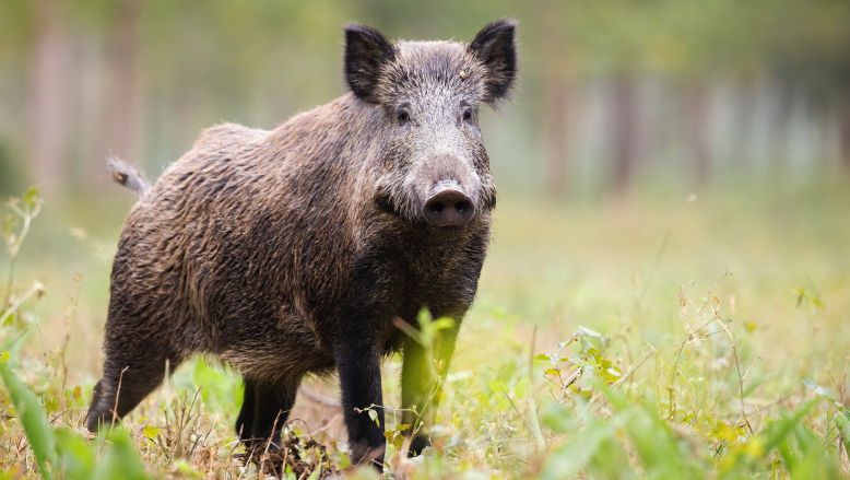 Tot mai multe pagube provocate de mistreți: Ce trebuie să facă agricultorii