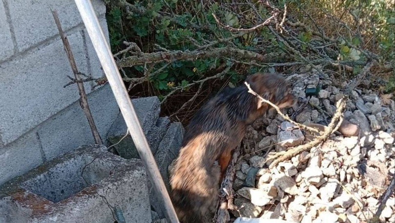 Un câine, salvat dintr-o gură de canalizare adâncă de circa 5 metri la Grigoriopol