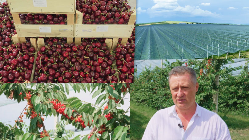 Cireșele din Negureni cuceresc Europa. Agricultor: Următoarea țintă este Asia