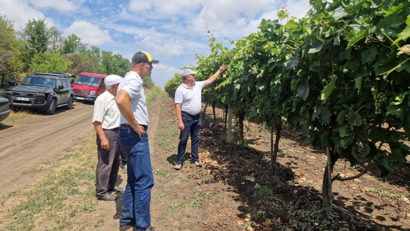 Recolta de struguri a crescut de 4 ori grație sistemelor de irigare în sudul țării