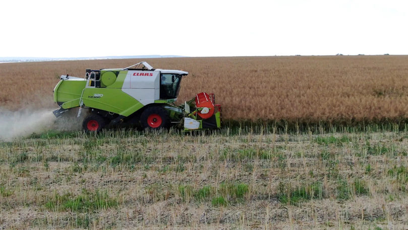 Agricultorii din nordul țării au început recoltarea: Avem roadă, dar nu avem prețuri