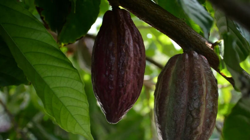 Închisoare pentru minerit pe plantațiile de cacao din Ghana