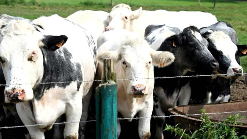 Un nou virus a fost depistat la bovine în Germania. Se poate răspândi rapid