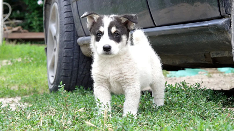 Numărul cazurilor de maltratare a animalelor crește în Moldova: Pedepsele rămân rare