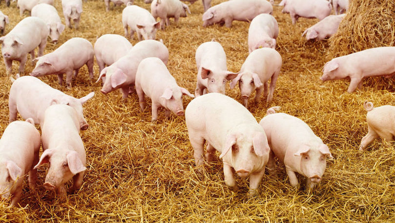 Cum vor fi verificate animalele și carnea în abatoare: MAIA propune reguli noi