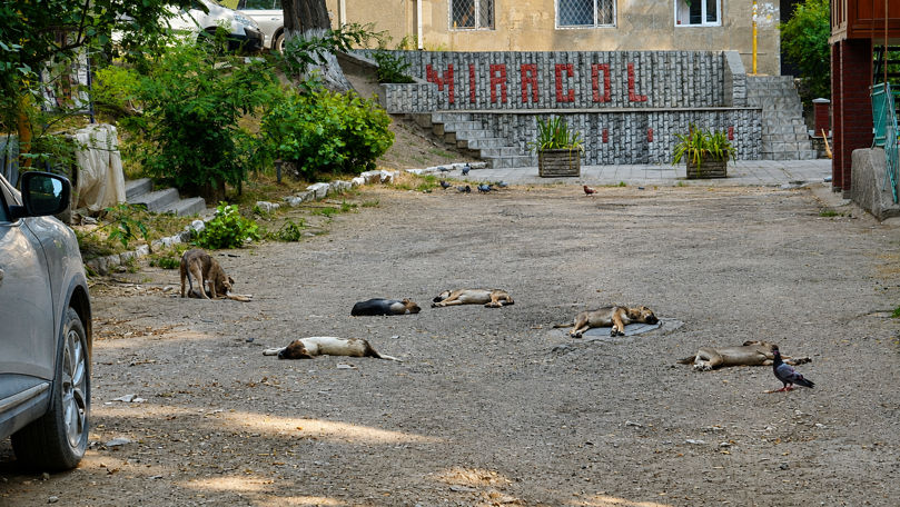 Câini fără stăpân, în curtea unui bloc din Bălți. Locatarii se tem să iasă din casă